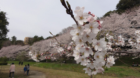 千葉県内の某桜公園
