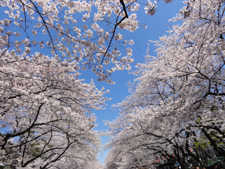 2012年上野公園の桜